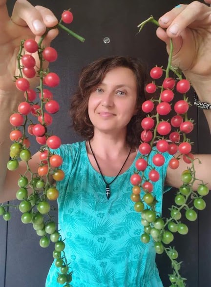 Sweet Pea Wild Tomato - 521_SwtPWldTmt - Capsaicin.Club - Семена острых перцев от Alicia Pereż