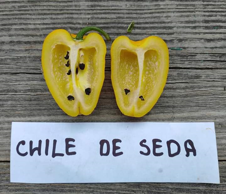 Rocoto Chile De Seda - 301_RctChDeSeda - Capsaicin.Club - Семена острых перцев от Alicia Pereż