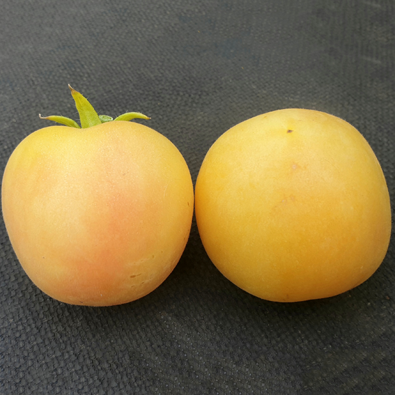 Garden Peach - 038_GrdnPch - Capsaicin.Club - Семена острых перцев и других паслёновых