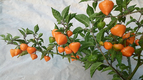 Orange Lantern - 156_OrngLnr - Capsaicin.Club - Семена острых перцев и других паслёновых