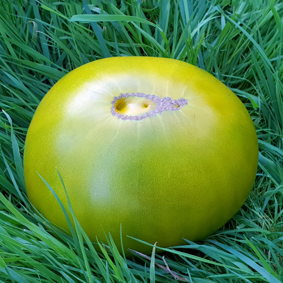 Big Green Dwarf - 057_BgGrnDwrf - Capsaicin.Club - Семена острых перцев и других паслёновых